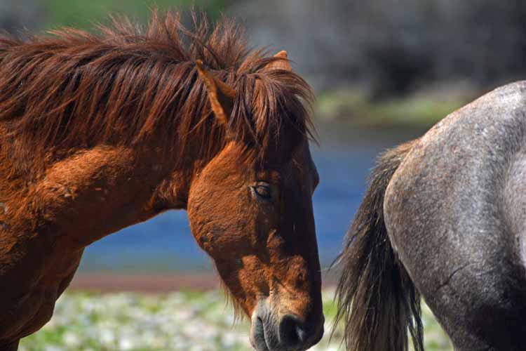 mustangs